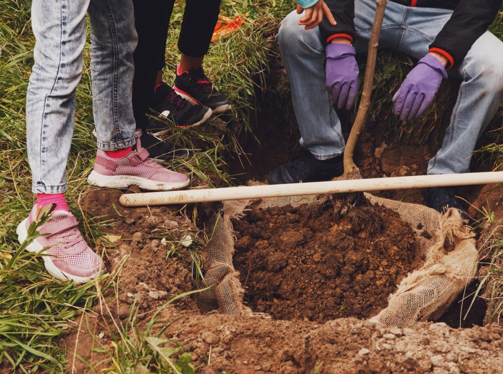 Young married couple in work uniform with shovel plant tree sapling in ground. Background for gentrification of territory. Concept of landscaping, nature, environment and ecology. Copy space
